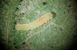 Larva of Phyllonorycter ulmifoliella