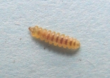 Larva of Cameraria ohridella
