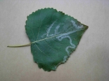 Leaf mine of Phyllocnistis unipunctella on Poplar