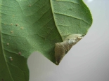 Fold on edge of Poplar leaf concealing pupa