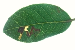 Ectoedemia heringella on Holm Oak