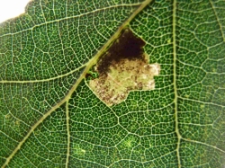 leaf mine on Oak