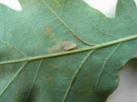 Leaf mine on Oak showing slit in underside of mine