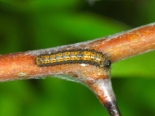 ex female Castor Hanglands. Early instar. Photo 19-04-2020.