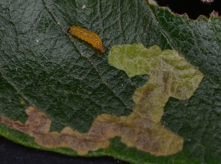 Larva just emerged from mine in Sallow leaf