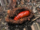 ex fem. Biggleswade (L. Burgess), photo: 29-05-2020. Cocoon - pupa exposed.