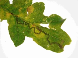 Leaf mine of Stigmella basiguttella on Oak