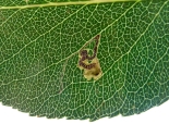 On Pear larva present