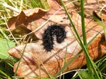 Larva basking, N Wales, April 2011