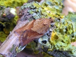 Hemingford Grey, April 2013 (pupa ex Solidago canadensis seedheads)
