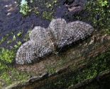 ex larva Monks Wood, April 2008 