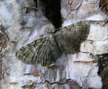 ex larva Monks Wood, April 2008