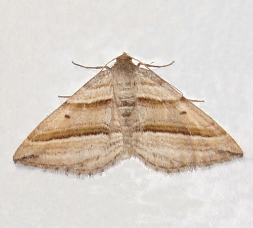 Female, Carmarthenshire