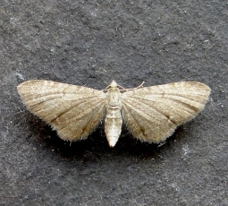 Female, Carmarthenshire, ID confirmed by dissection