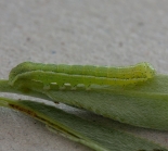 Early instar, Great Staughton, May 2011