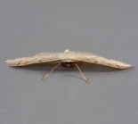ex. Larva on Japonese Anenome, Great Staughton, June 2011