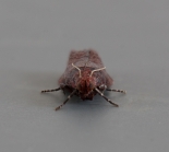 ex. larva, Great Staughton, June 2011