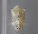 ex. Larva, Great Staughton, September 2011
