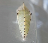 ex. Larva, Great Staughton, September 2011
