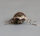 Female, ex larva, Great Staughton, February 2012