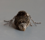 Female, ex larva, Great Staughton, February 2012