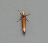 ex. larva, Brampton Wood