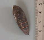 ex. larva, Paxton Pits
