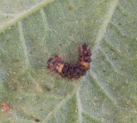 First instar, on Hop, Great Staughton