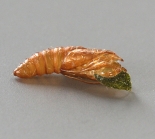 Pupa casing, ex. larva, Staughton Moor