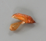 ex. Larva, Great Staughton