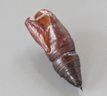 Pupa Case, ex larva, Little Staughton
