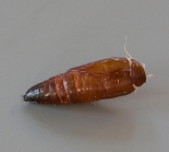 Pupa casing, ex. larva, Little Staughton