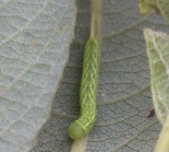 Early instar, Paxton Pits