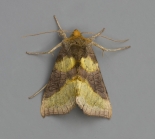 f. aurea, Great Staughton