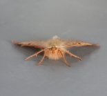 Female, Great Staughton, ex Larva