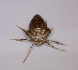 Wingless female ex larva found on Horse Chestnut, Great Staughton