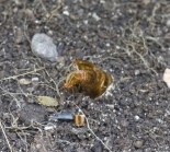 Pupa remains in soil, Great Staughton